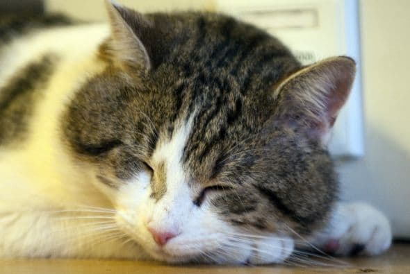 Karen Allen, doctora y científica de la Universidad de Búfalo, estudió la presión sanguínea en 29 matrimonios donde los resultados mostraron la depreciación en los niveles de estrés.