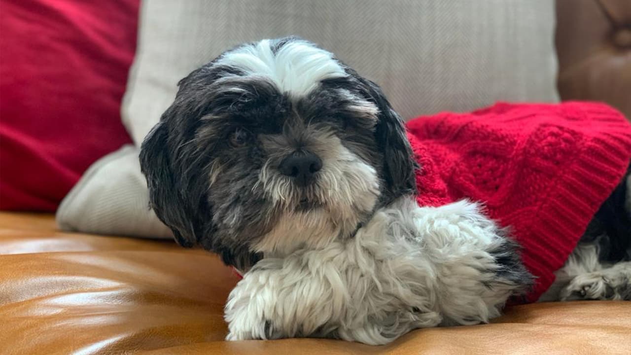 "Mi hermosa Bella 😍, es la más dulce".