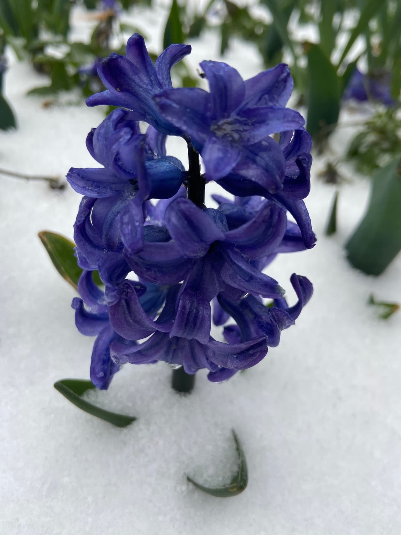 Parques en Dallas como 
<a href="https://www.facebook.com/dallasarboretum/photos/a.300785745552/10166583538215553/" target="_blank">el Dallas Arboretum</a> cerraron sus puertas, pero compartieron fotos de la nieve. 
<br>