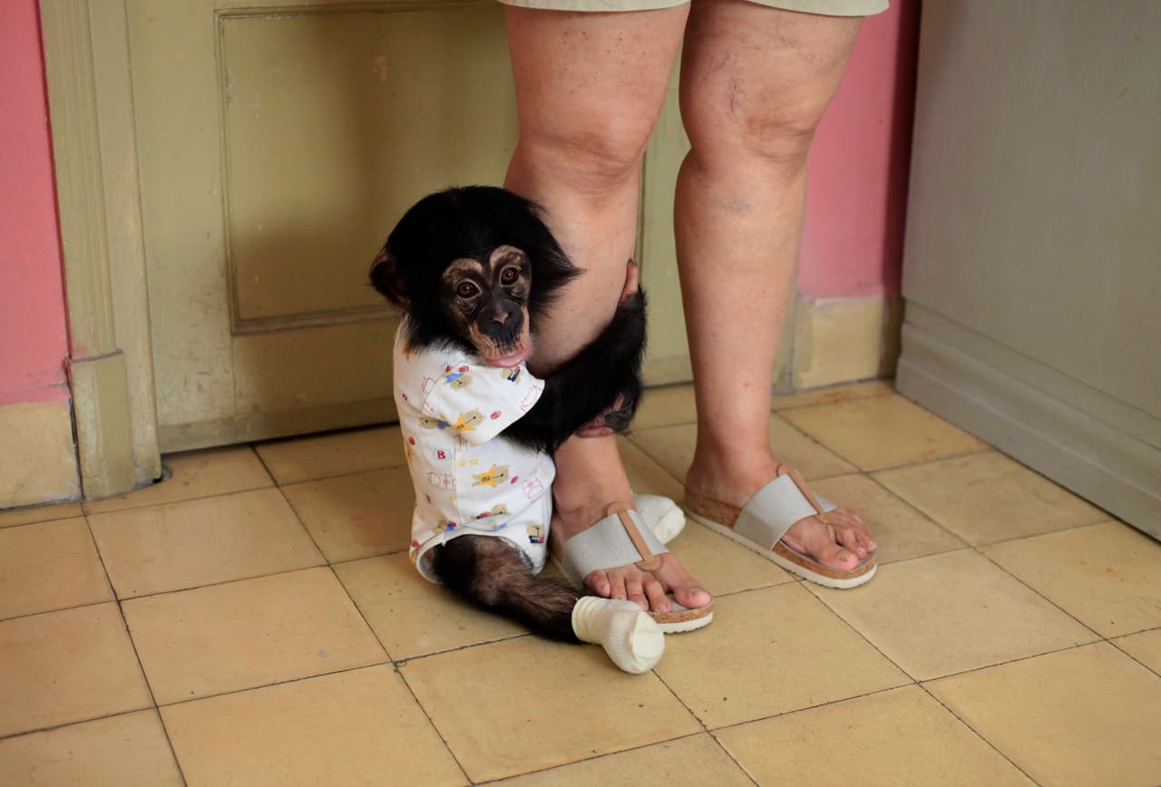 Anumá, aged ten months, hugs the leg of Cuban biologist Marta Llanes in her Havana home. November 23, 2016.