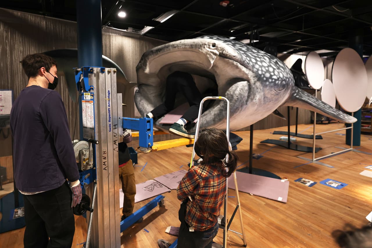 Esta exposición cuenta con una gran cantidad de piezas, incluyendo un modelo de 33 pies de un tiburón ballena.