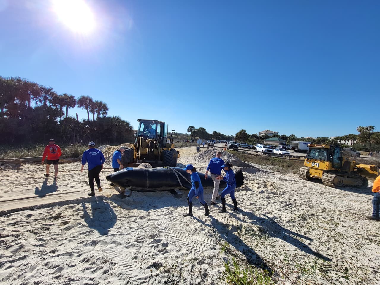 La ballena asesina de más de 7,000 libras de peso y 21 pies de largo fue localizada la mañana del 11 de enero al sur de Jungle Hut Park en Palm Coast, de acuerdo con informes iniciales del Alguacil del condado Flagler. La Administración Nacional Oceánica y Atmosférica señaló a través de un comunicado que la ballena era una hembra de edad adulta y que no tenía algún indicio de interacción con humanos o golpes, además se detectaron algunos "signos de enfermedades". Los detalles de la causa de la muerte de la ballena asesina que apareció en la costa de Florida serán dados a conocer una vez que se concluya la necropsia y los estudios de laboratorios correspondientes.