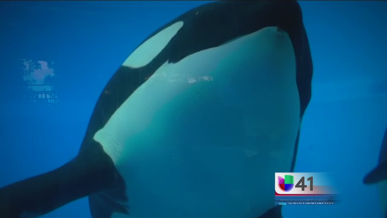 Sea World pondrá fin al criadero de orca asesinas