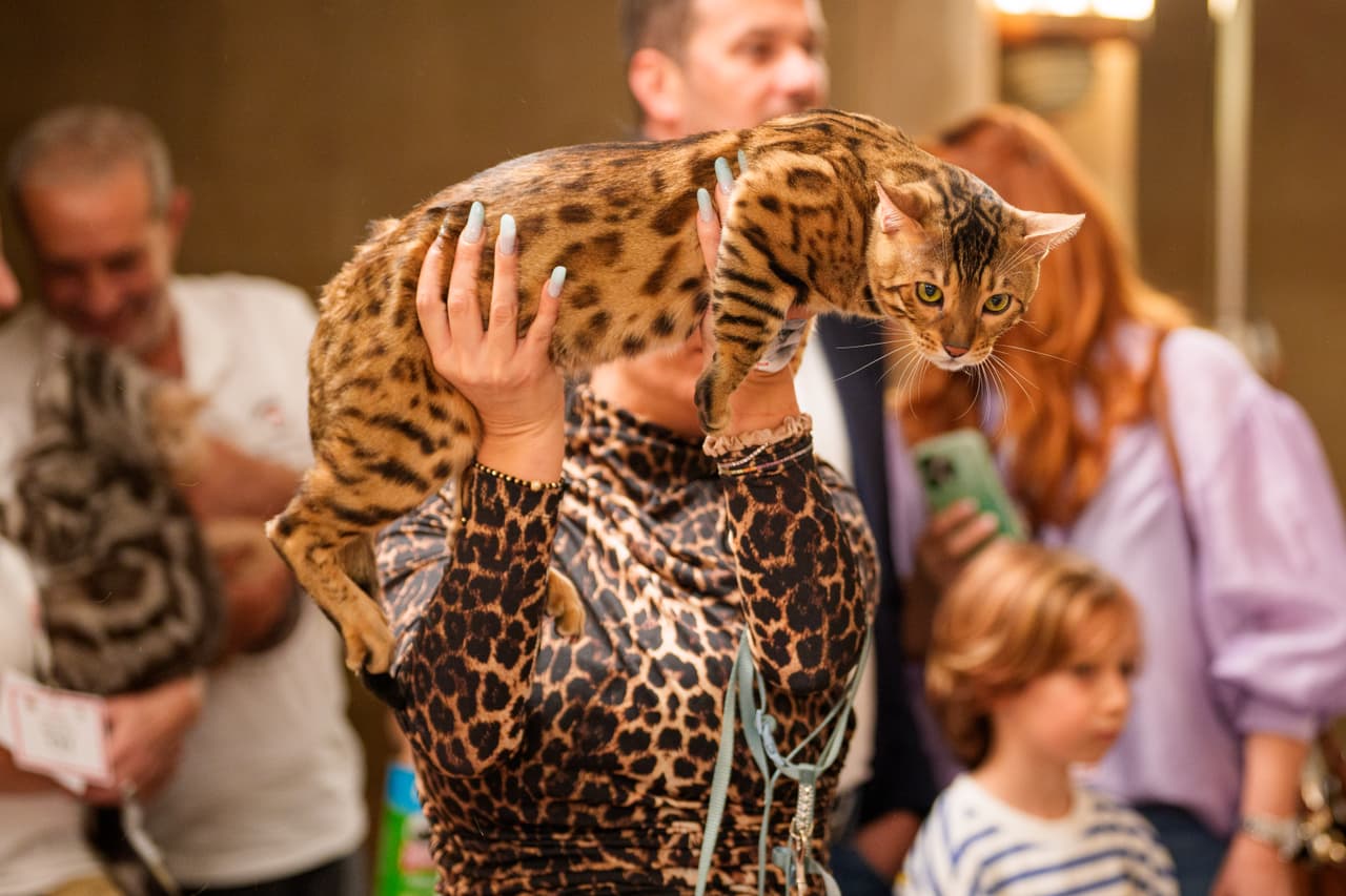 El gato bengalí con un pelaje moteado durante los Óscares felinos.