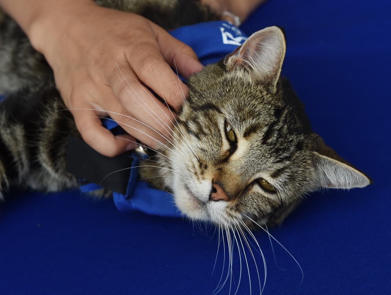 "Estábamos tan impresionados por la valentía de Tara y de su acción tan rápida que el comité de selección decidió que un gato tan espectacular debía ser el Perro Héroe Nacional", dijo Madeline Bernstein, presidente de la Sociedad para la Prevención de la Crueldad Animal en Los Ángeles (spcaLA).