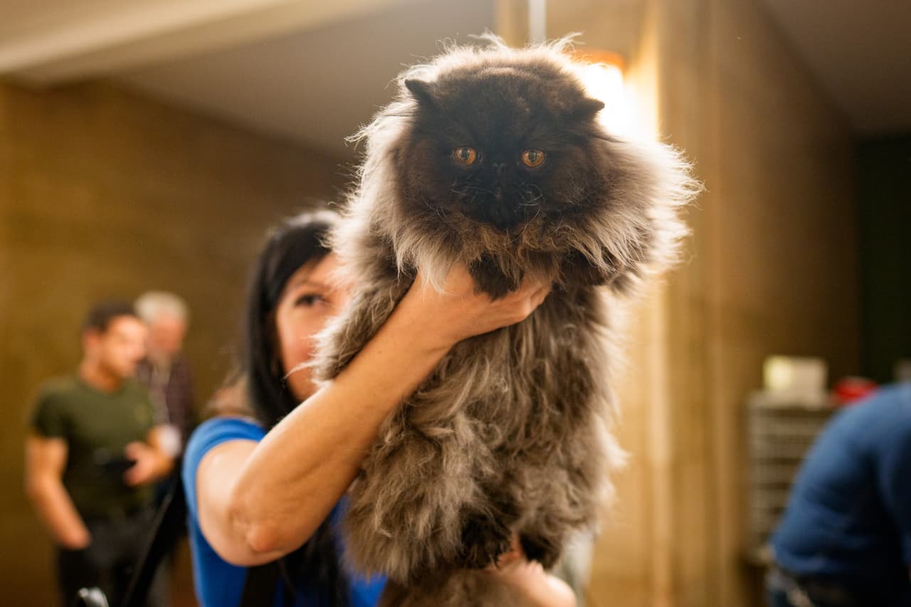 Una mujer sostiene a un gato persa durante una sesión de evaluación de un concurso internacional de belleza felina, conocido como los Óscar felinos.