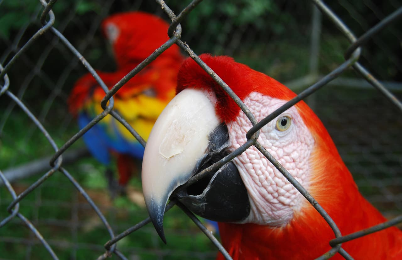 Un guacamayo en un zoológico costarricense.