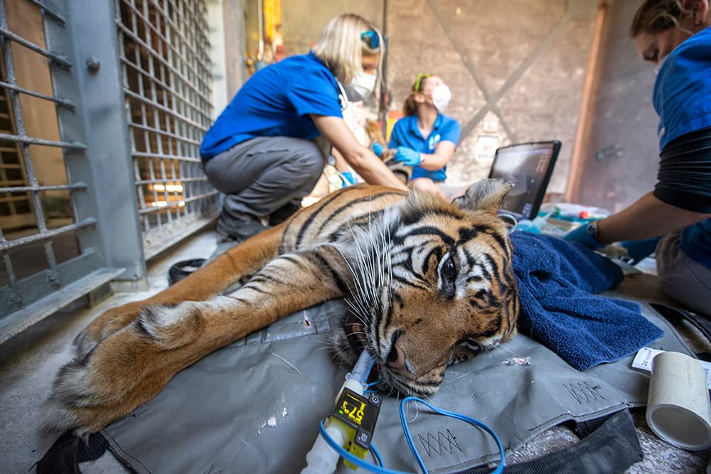 Para hacerles la prueba de coronavirus a los animales, no se utilizan los mismos tests que en los humanos.
<br>