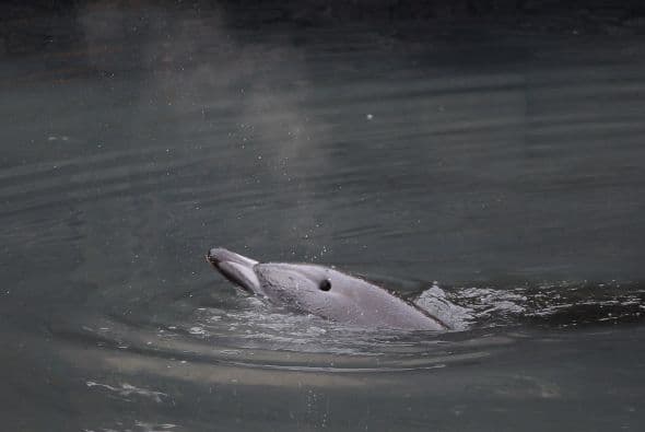 Delfin quedó atascado en canal contaminado en NY