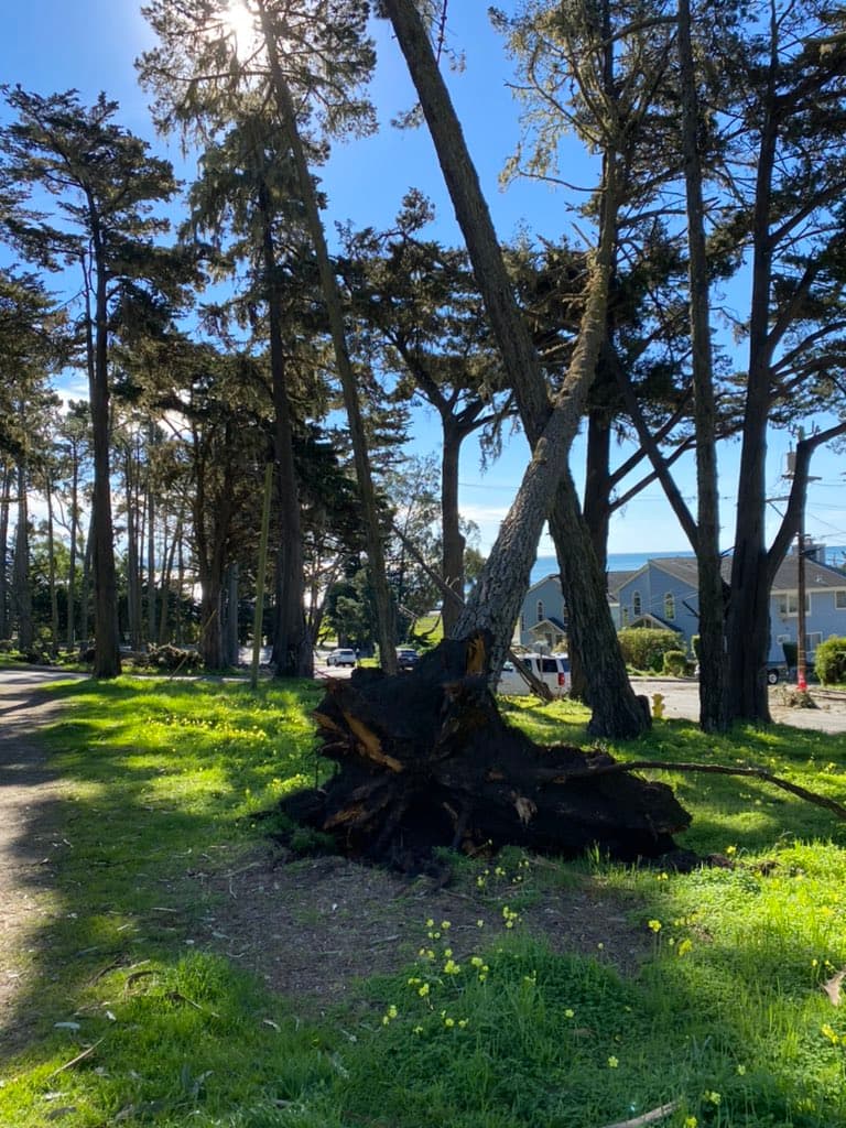Lo que el viento se llevó: árboles caídos y apagones masivos a causa de los ventarrones en el Área de la Bahía