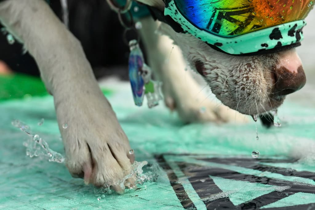 Un día, James Wall salió a practicar el surf y cuando observó a su mascota, Faith estaba ladrándole desde la orilla. La invitó al agua y desde entonces, no se baja de las tablas.