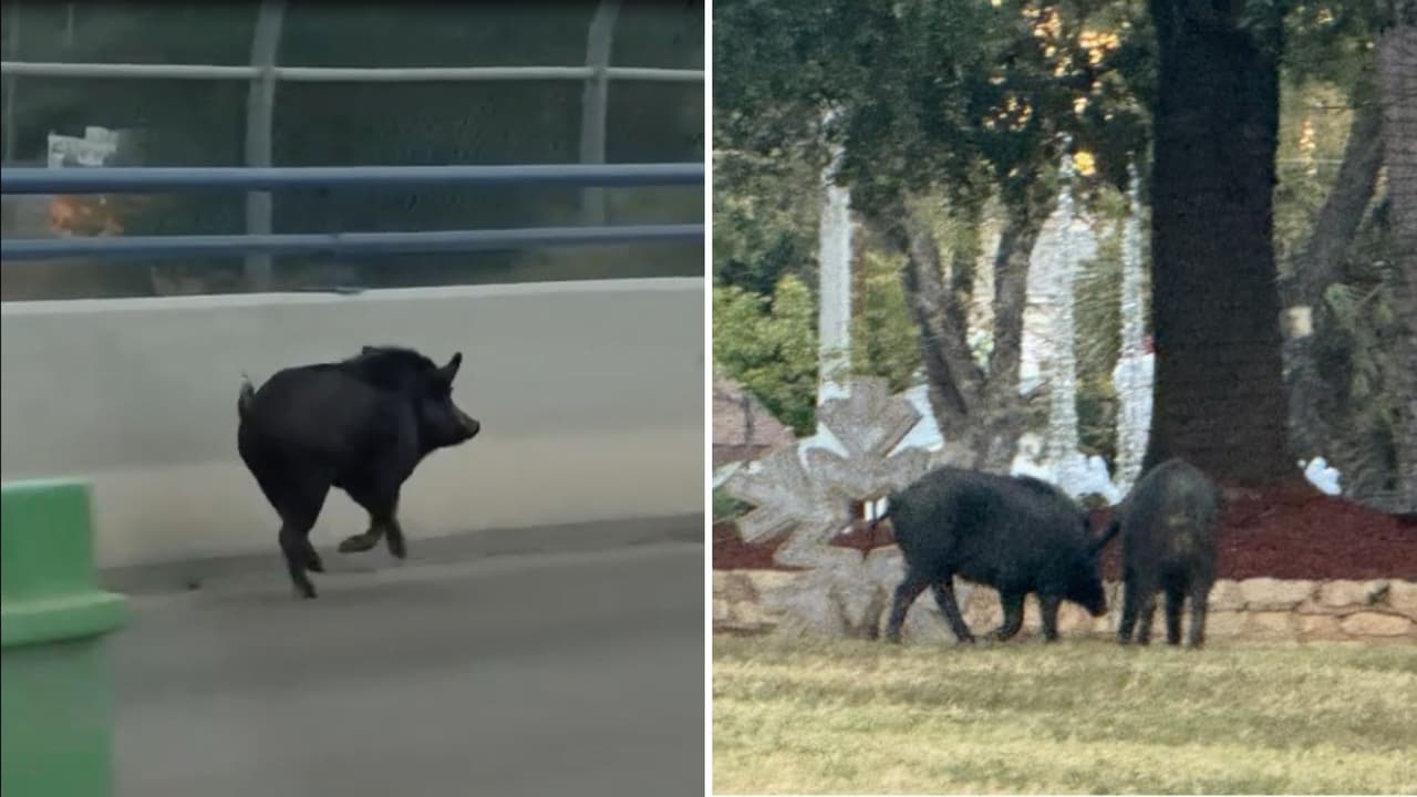 Avistan jabalíes en Eagle Pass