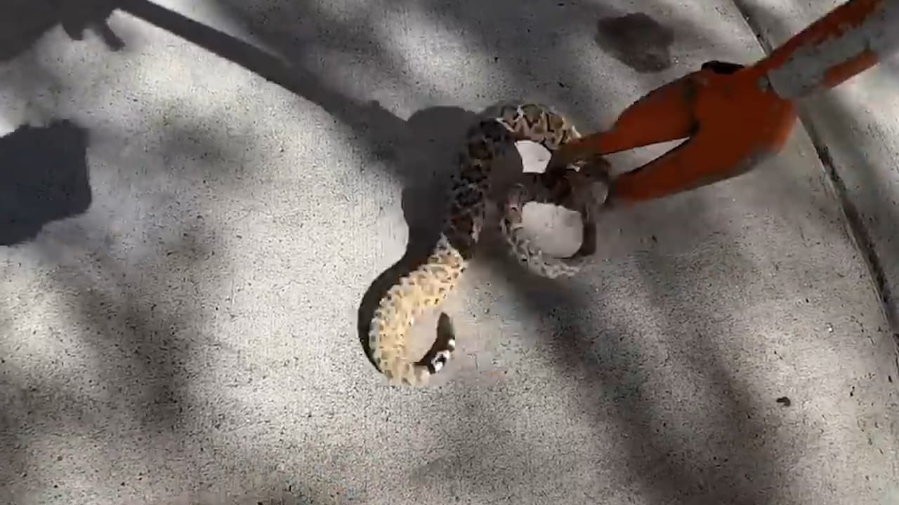 En la puerta de una 
<a href="https://www.univision.com/local/arizona-ktvw/una-serpiente-en-walmart-asi-fue-como-sacaron-al-animal-de-una-tienda-en-glendale-video">tienda Walmart en Glendale</a>, encontraron una serpiente bebé. Sin duda, se encontraba en un sitio que no habría elegido un animal de mayor edad.
