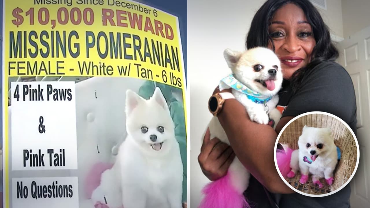 Dueña de pomerania con valor de $9,000 denuncia secuestro de su mascota