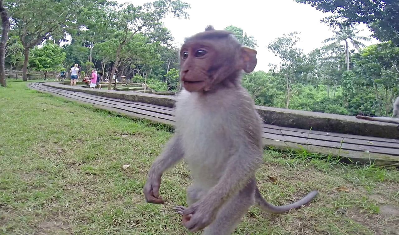 Este animal curioso se acercó y vio la GoPro que ellos traían.