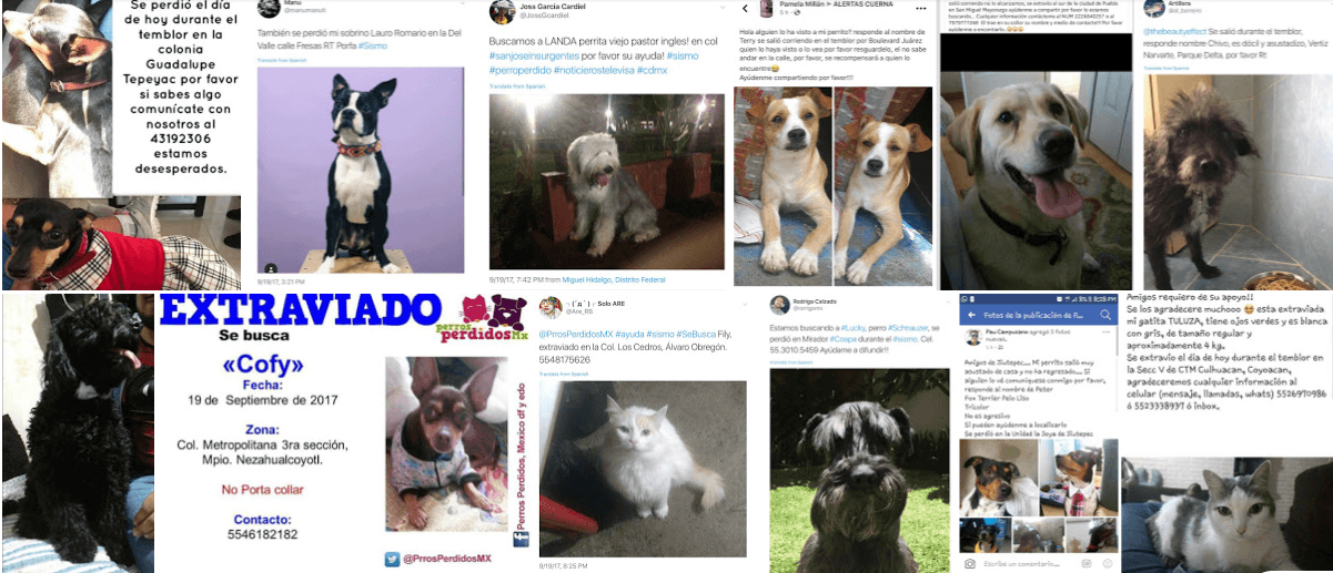 ¿Qué está pasando con las mascotas tras el terremoto de México?