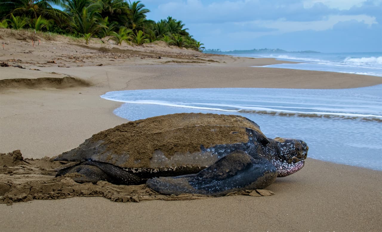 Temporada de tinglar termina con aumento de nidos