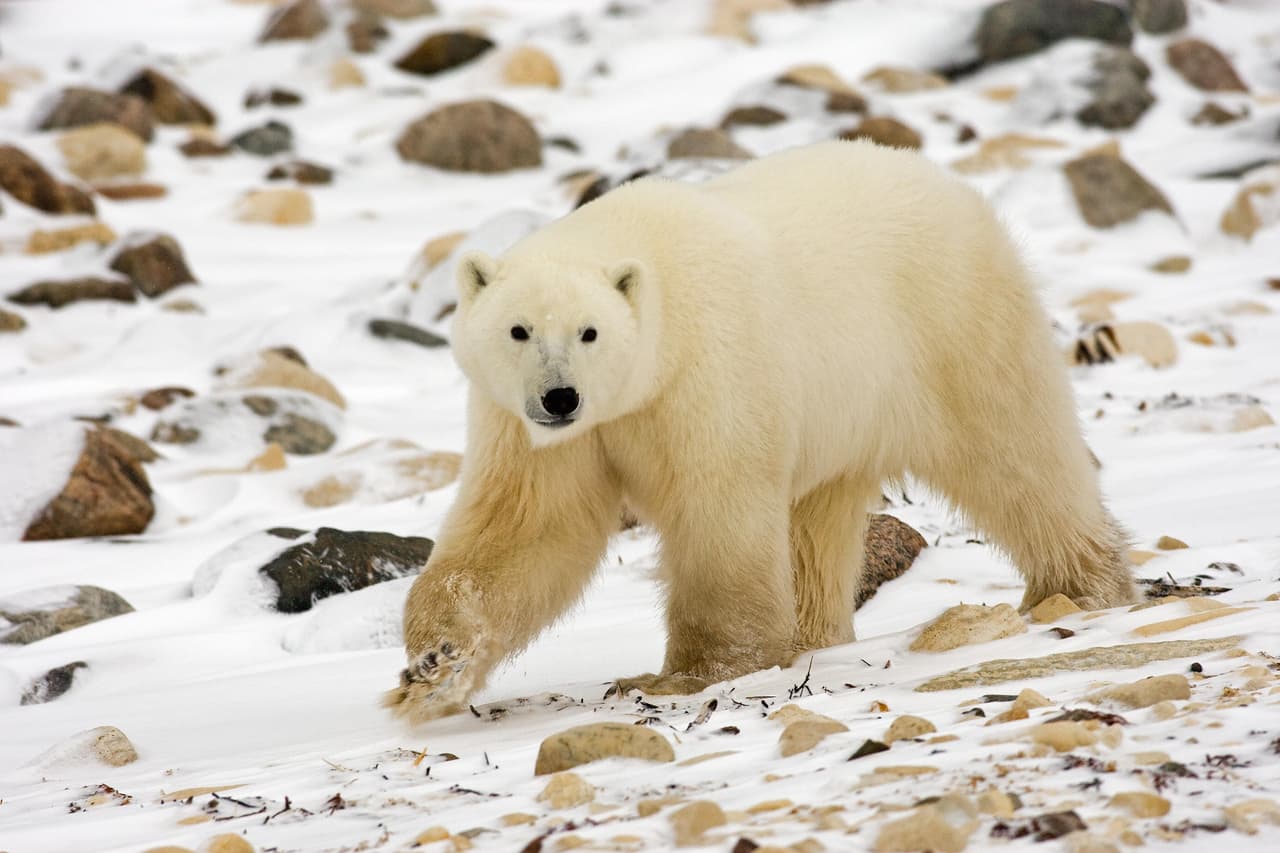 También sus patas tienen textura antideslizante para tener mejor tracción sobre el hielo.