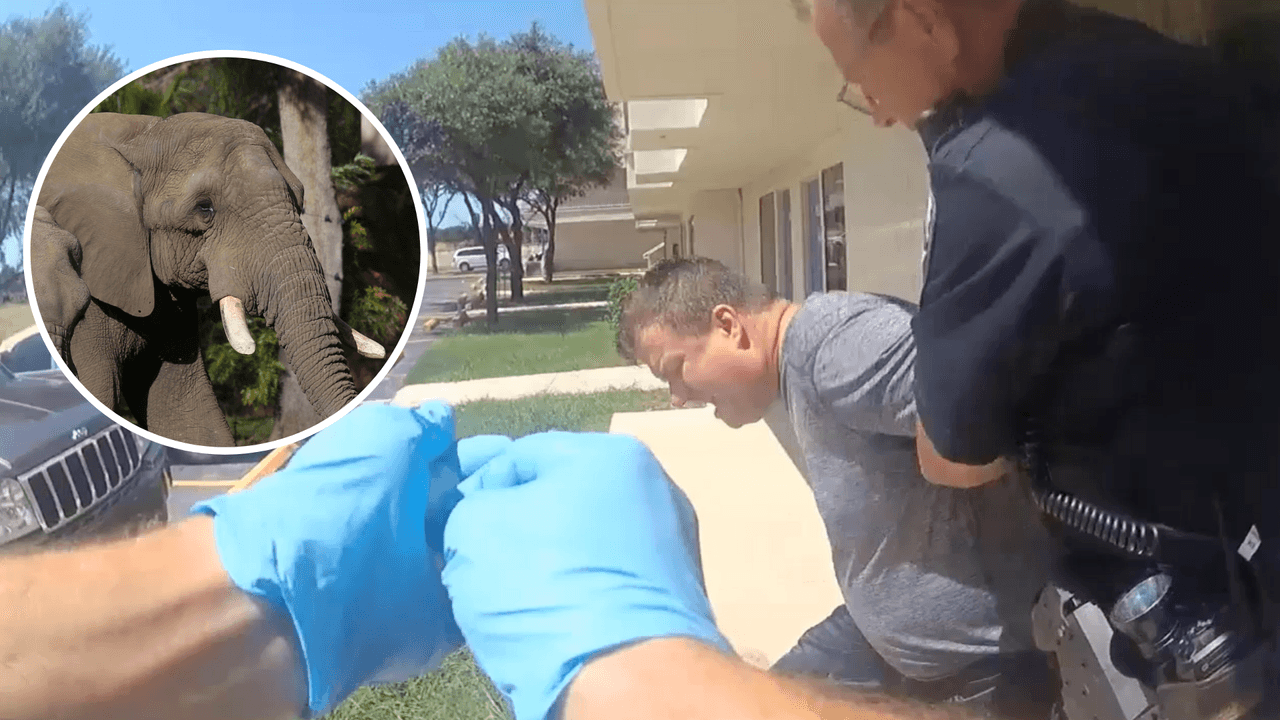 Hombre traficaba ‘carfentanilo’, un tranquilizante para elefantes, y lo declaran culpable