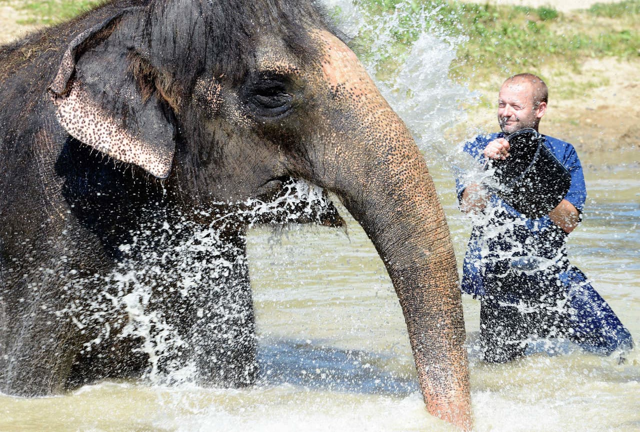 Cubeta tras cubeta, él finalmente quedó satisfecho y regresó a su hábitat.