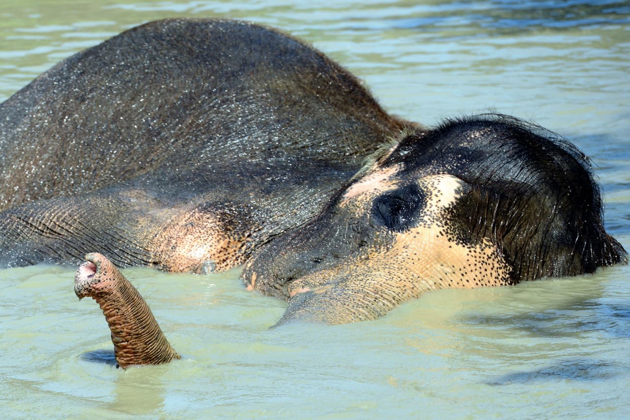 El elefante se sumergió y usó su trompa como snorkel.