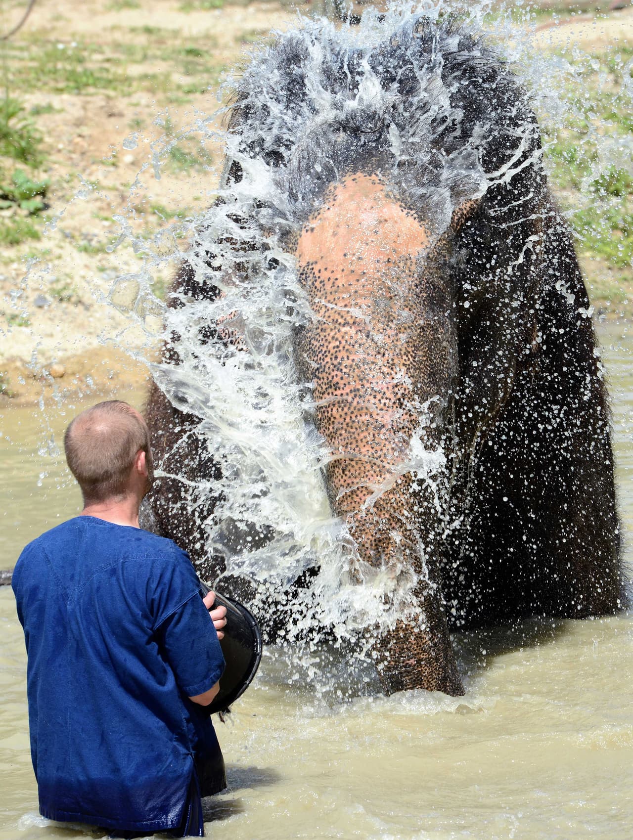 Un calor asfixiante hizo que el elefante perdiera toda su energía.