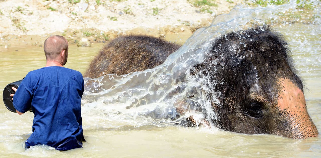 El pequeño elefante moría de calor en el zoológico de Usti nad Labem.