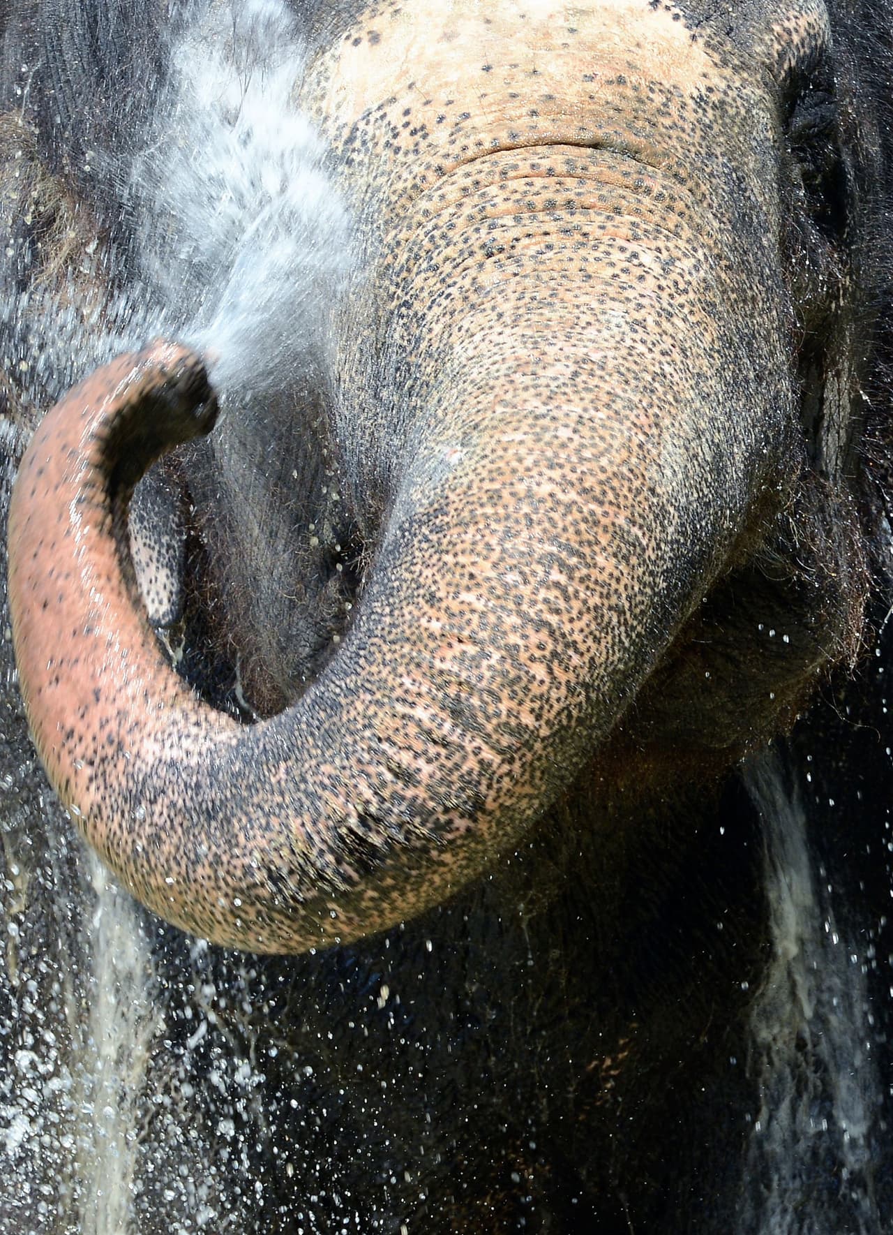 En aquel lugar donde quería limpiarse, el elefante usaba su trompa para ayudarse.