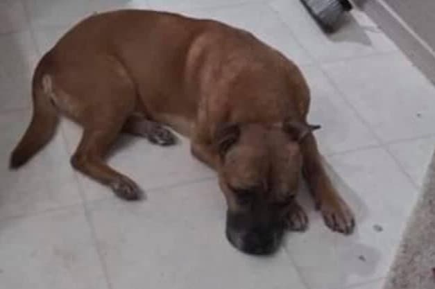 Chocolate es el perro de compañía de Karen, una joven autista.