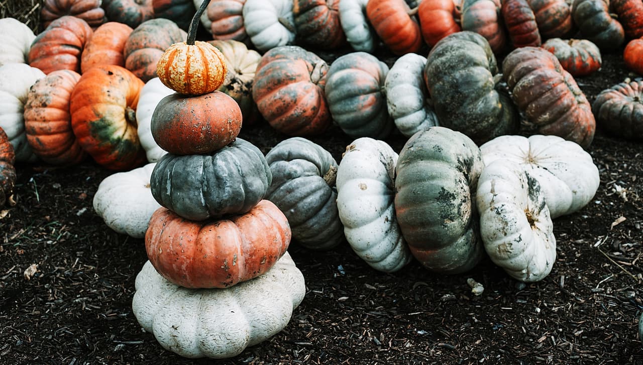 <a href="https://www.facebook.com/MacfarlanePumkinPatch"><u>MacFarlane's Pumpkin Patch</u></a>
<br>3415 W Jefferson St
<br>Joliet, IL 60431