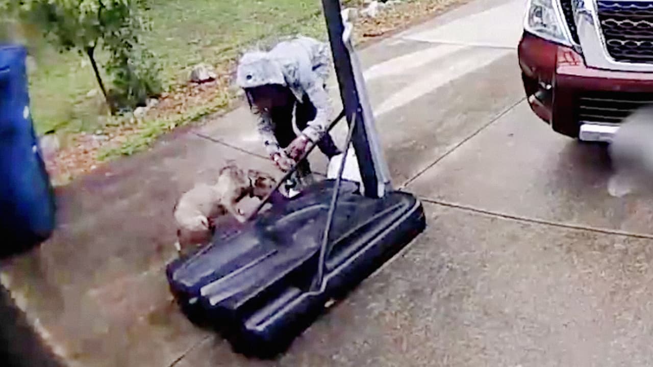 En video: Abandonan a un perro atándolo a una canasta portátil de baloncesto