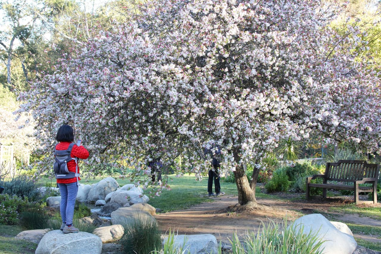 Si aún no tienes planes para este fin de semana, este es un paseo que puedes disfrutar junto a tu familia o amigos. Descanso Gardens está ubicado en
<a href="https://www.google.com/maps/dir/?api=1&destination=34.201189440008%2C-118.21011764405&fbclid=IwAR1XWnOqK0yuKRkSFZm_F3m1RiSHGb-O4g_CF7vvV6lqKN2vRYk0LT1oUfA" target="_blank">1418 Descanso Dr La Canada Flintridge, CA 91011</a>