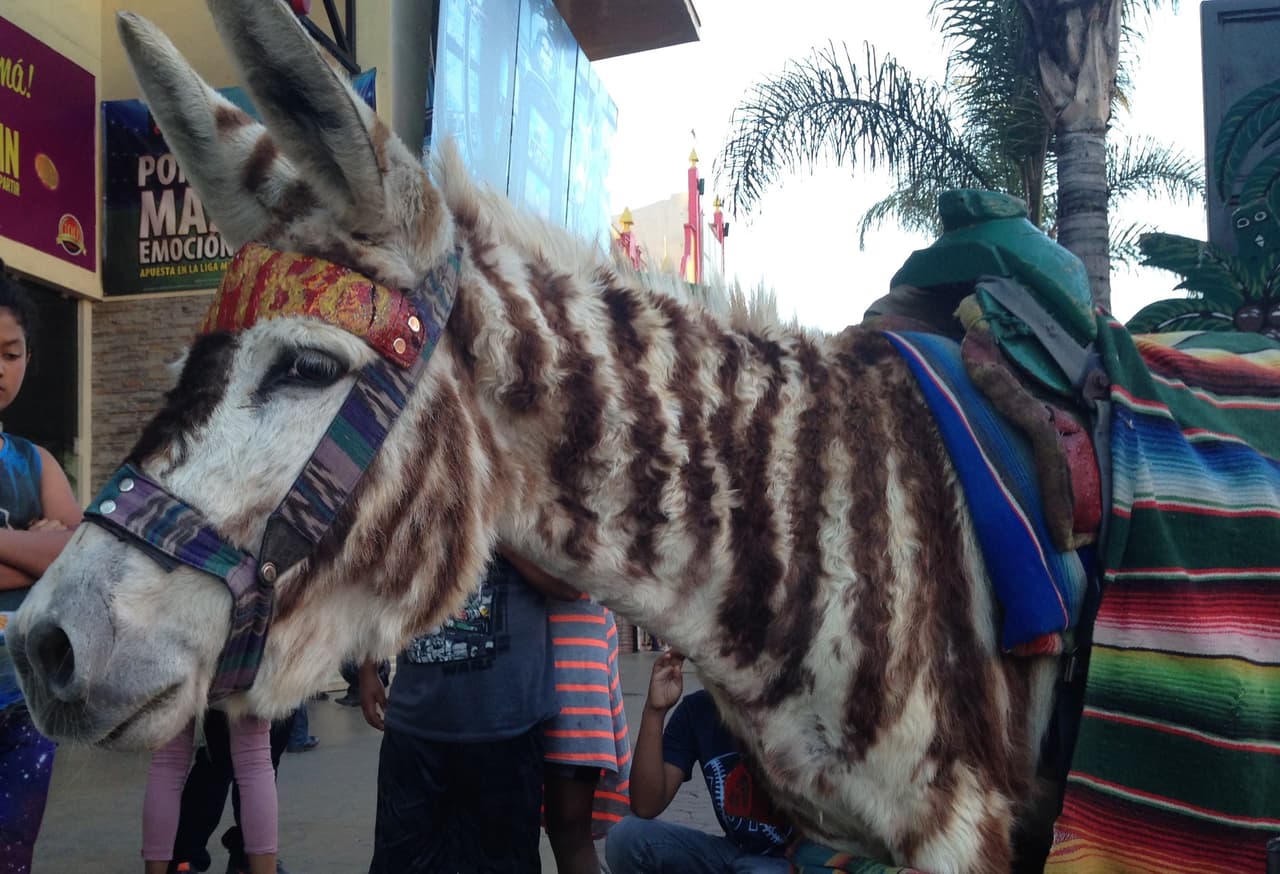 La leyenda del burro-cebra de Tijuana