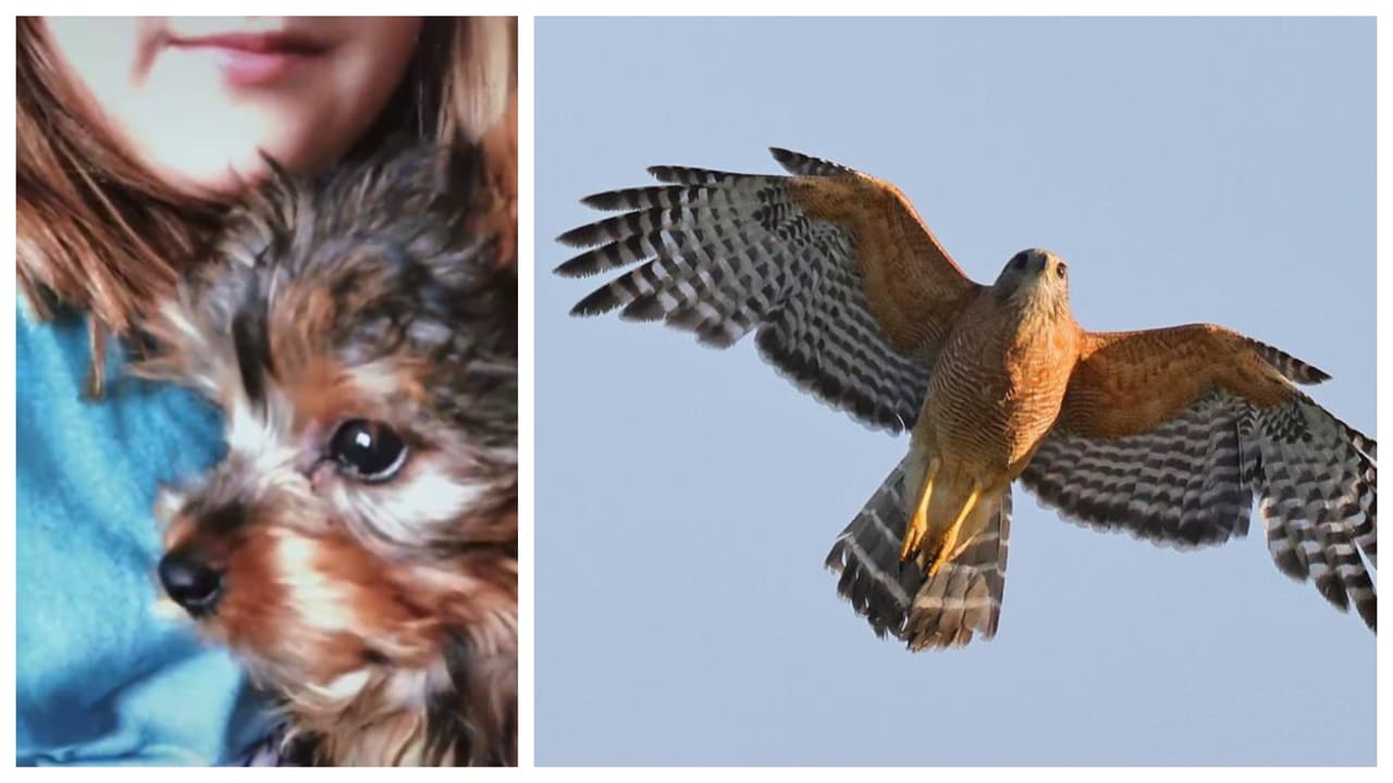 El perrito yorkie, cuyo nombre era Jack, ayudó a la niña a superar las restricciones por la pandemia.