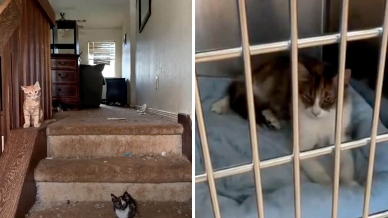 'Había un abrumador olor a amoníaco': rescatan a más de 100 gatos que vivían en condiciones deplorables
