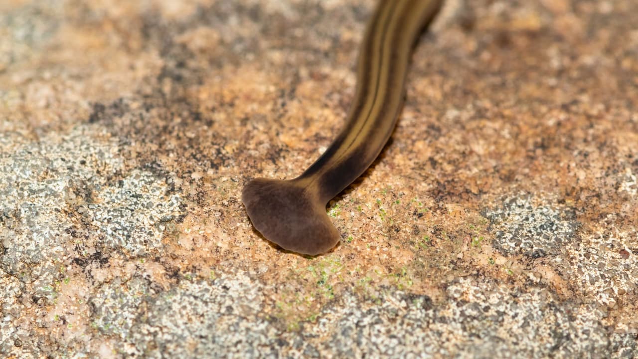 <h3 class="cms-H3-H3">Qué son los gusanos cabeza de martillo </h3>
<br>Los gusanos cabeza de martillo (Bipalium spp.) son
<b> una especie invasora que llegó a Estados Unidos desde Asia. </b>Ya se han reportado en Texas, incluyendo zonas de 
<b>Dallas, Houston, Austin y San Antonio.</b> Miden entre 5 y 15 pulgadas de largo. Tienen una cabeza en forma de media luna o de martillo. Suelen salir de noche o tras la lluvia, en áreas húmedas y sombreadas.