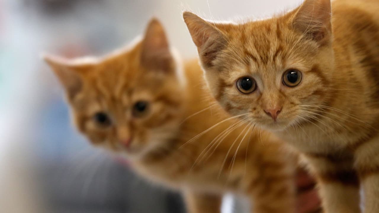 El 
<a href="https://www.univision.com/local/houston-kxln/ordenan-ponerle-microchips-a-perros-y-gatos-en-houston-video">Concilio de Houston</a> aprobó implementar microchips en perros y gatos.