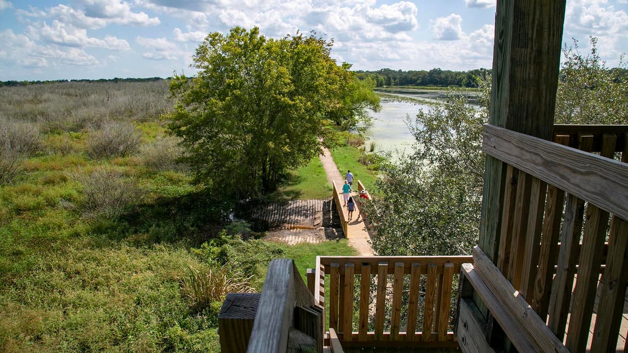 Si usted ve a un caimán cerca de la zona para nadar, debe notificar inmediatamente al personal del parque.