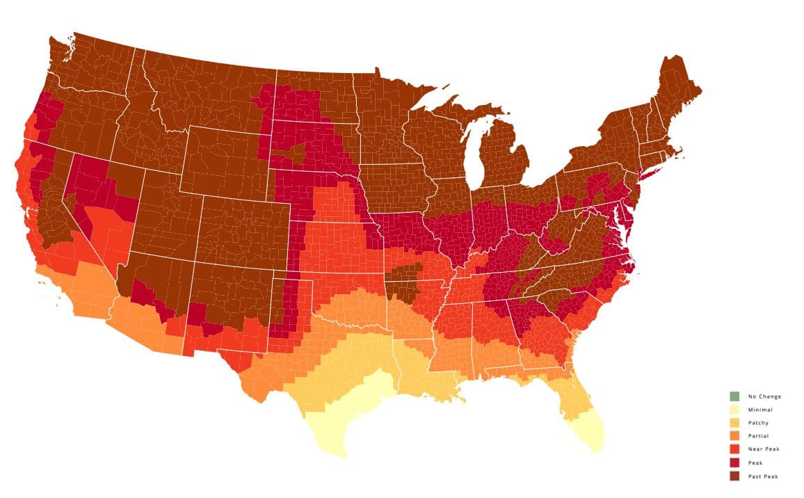 <b>Semana del 25 de octubre:</b> La temporada de cambio de color de las hojas ha pasado en gran parte del estado, pero aún se pueden observar al este.