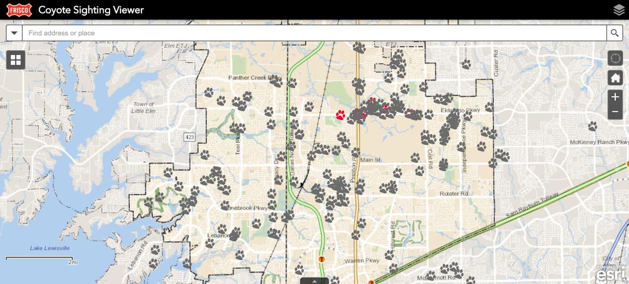 Autoridades de Frisco lanzan mapa interactivo para reportar avistamiento de coyotes