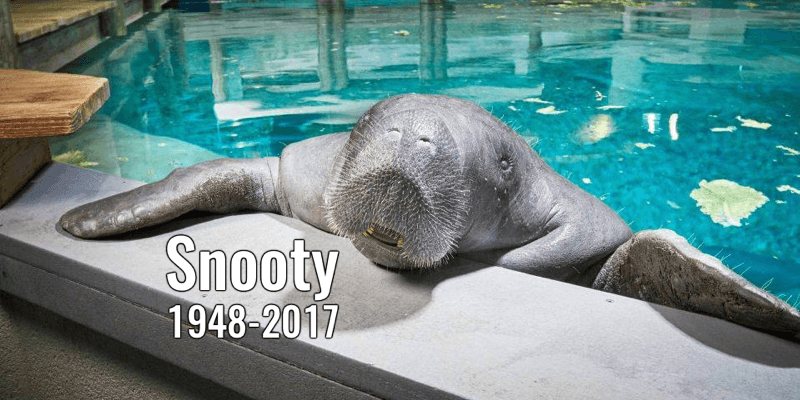 ¿Reemplazar un monumento confederado por el de un manatí? Esto puede pasar en Florida