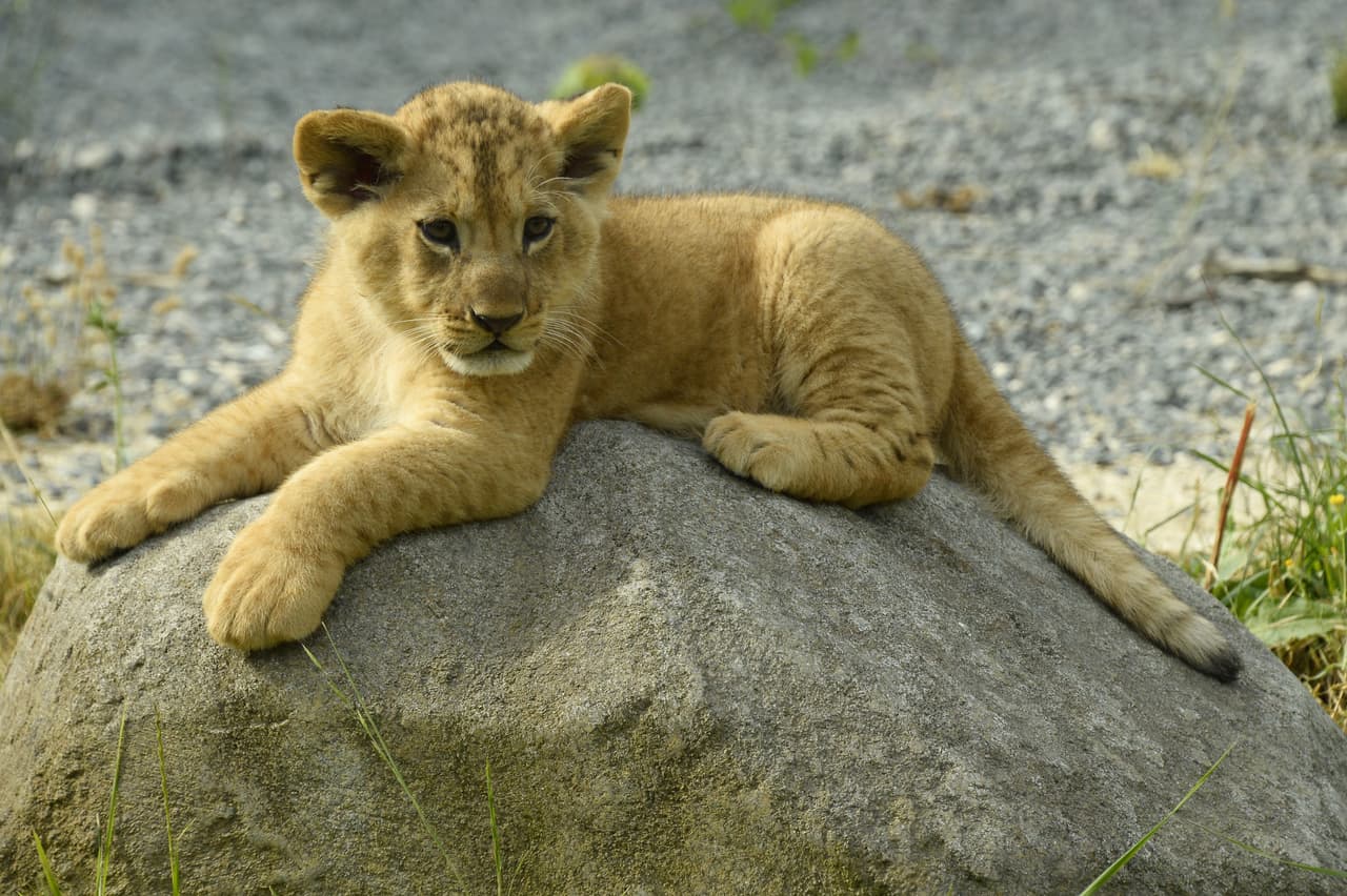 Un león se convirtió en una indefensa criatura cuando se dio cuenta con quién nadaba.