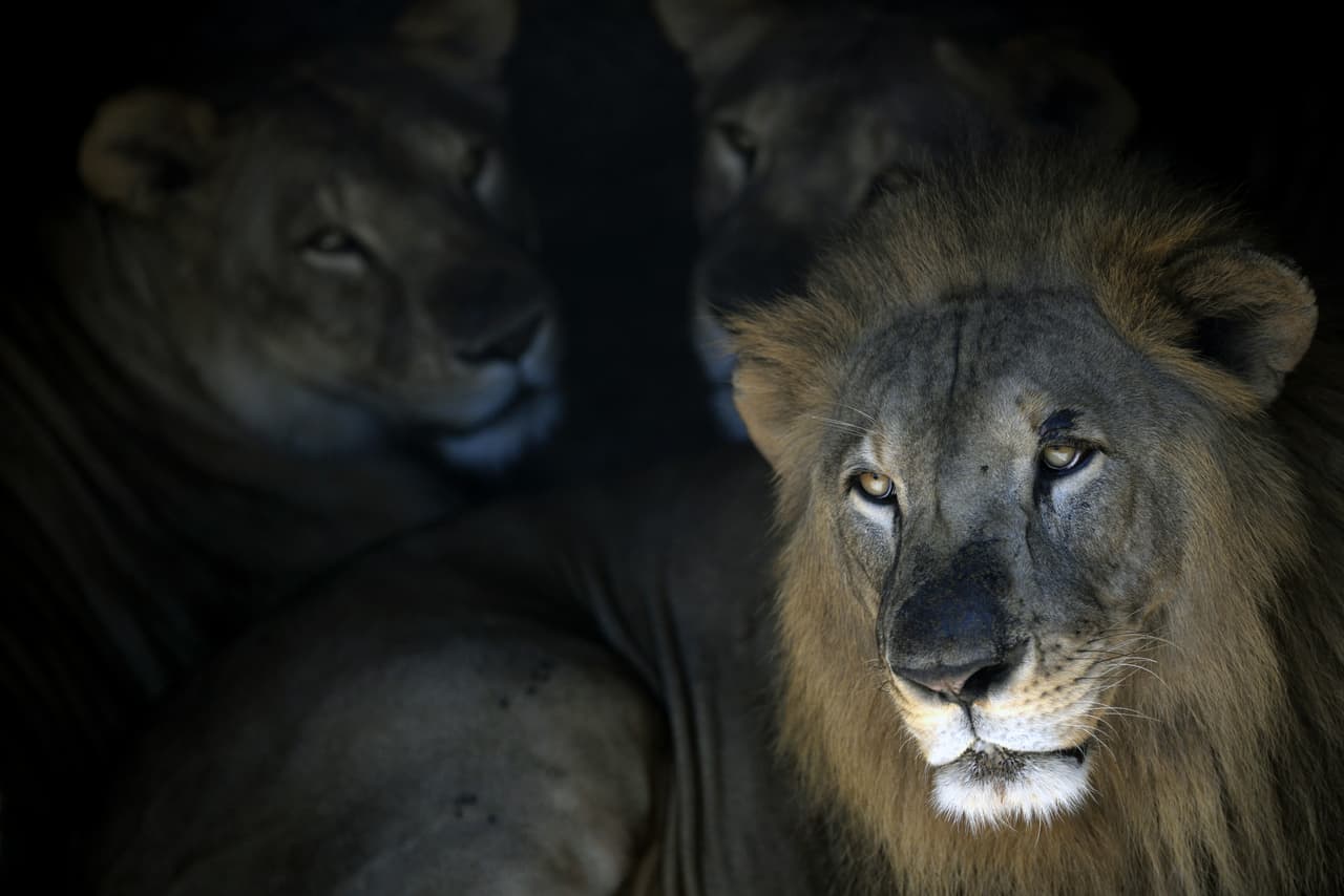 ¿Alguna vez habías visto a un león aterrorizado? Pues te lo presentamos.