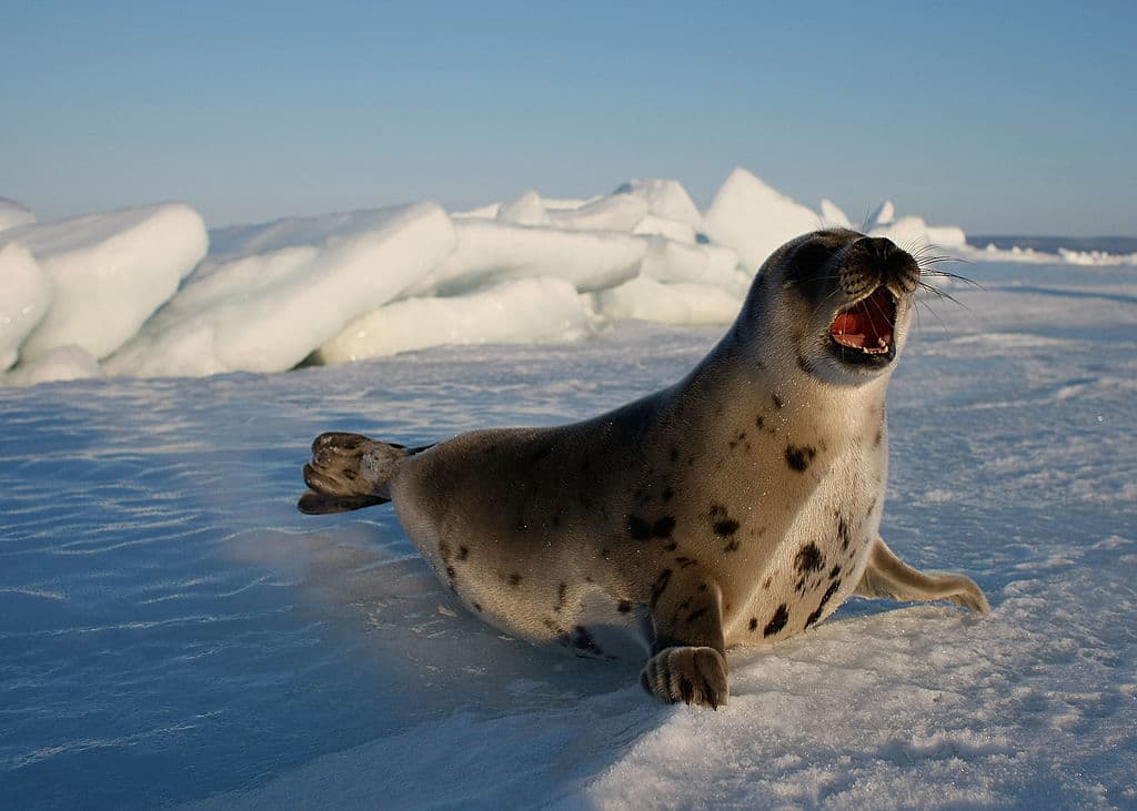 CHARLOTTETOWN, CANADA - MARCH 27: A Harp seal pup lies on an ice floe March 27, 2008 in the Gulf of Saint Lawrence in Canada. Canada's seal hunt is expected to start tomorrow and the government has said this year 275,000 harp seals can be harvested. Many animal protection organizations have condemned the Canadian Department of Fisheries and Oceans following its announcement of the 2008 commercial seal hunt quota . (Photo by Joe Raedle/Getty Images)