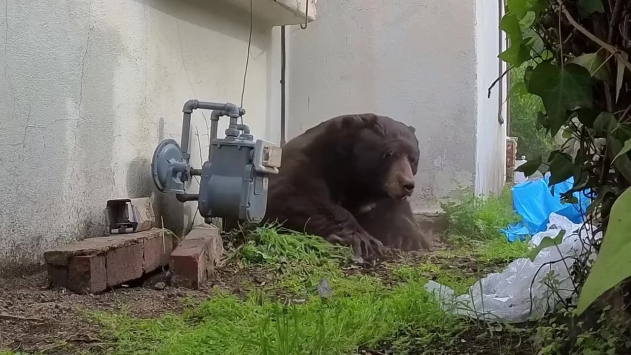 Oso vive bajo una casa durante 6 semanas: así lo sacaron en 20 minutos