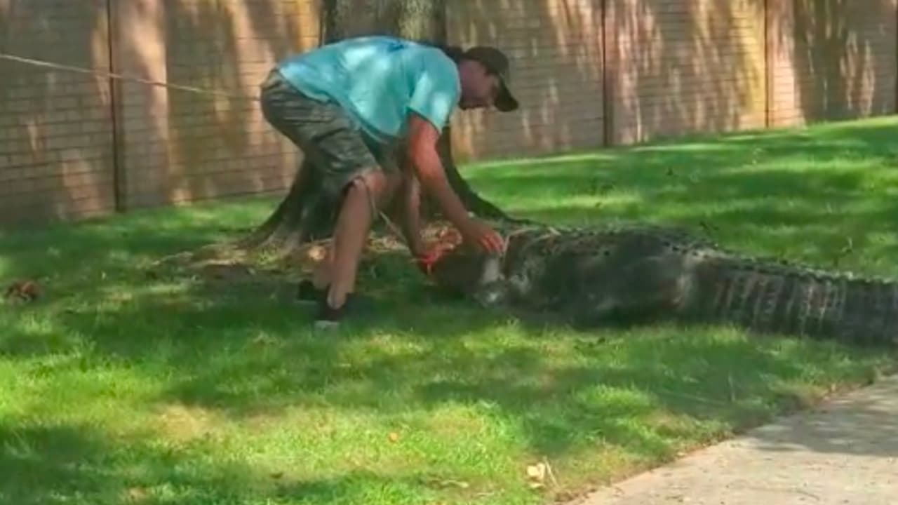 Las autoridades piden a la comunidad que si ven un caimán que jamás le den de comer y se alejen de él y llaman a la policía.