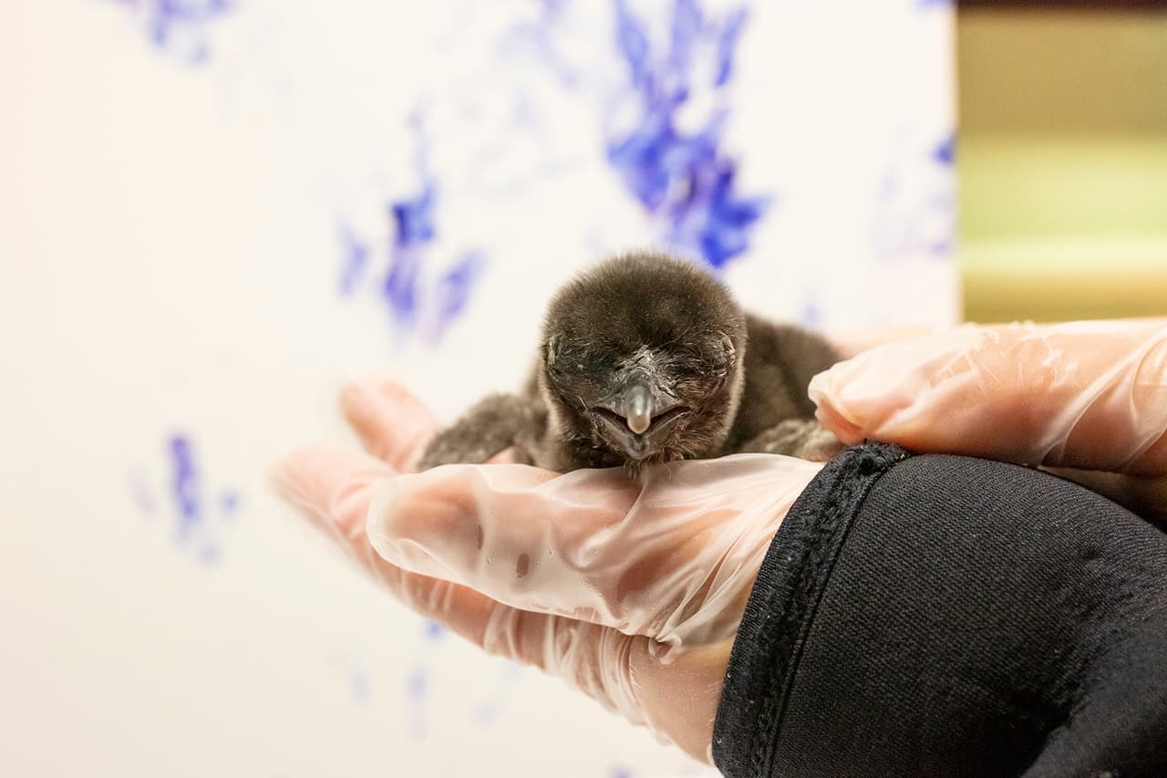 Los recién llegados son pingüinos de Magellanic nacieron y son criados en el acuario.