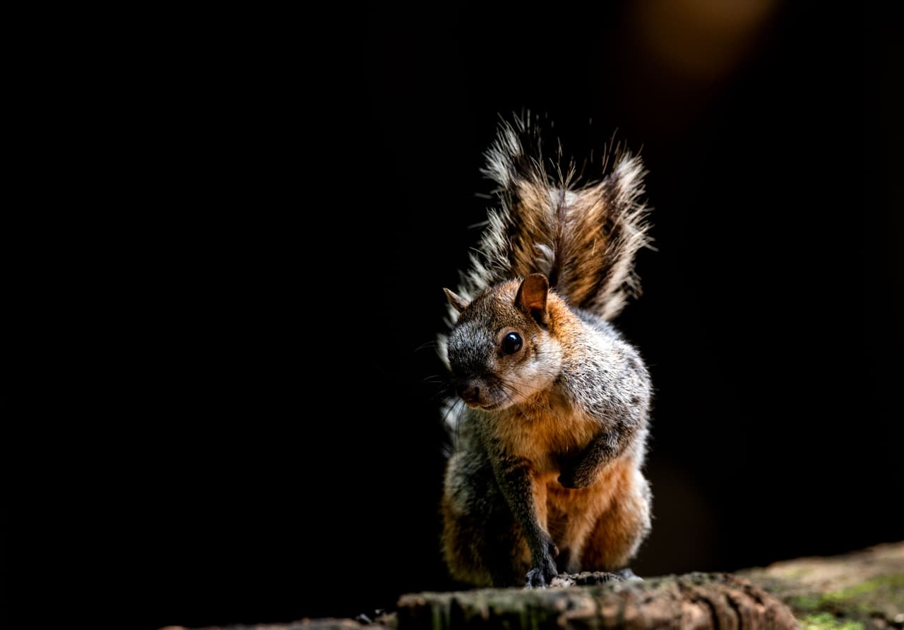 <b>La primavera es la época de cría: </b>Durante la primavera es muy común encontrar crías de ardillas que se han caído de sus nidos o madrigueras. Necesitan un hogar por lo que puedes construirles un nuevo nido y dejarlos en el árbol. No te preocupes, su madre irá a buscarlos.
<br>