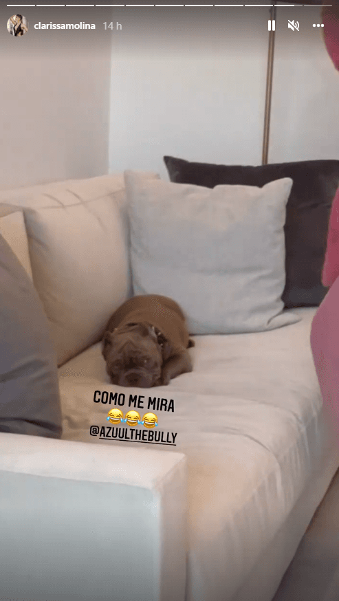 No cabe duda que Azuul es un perro muy afortunado, pues tiene una 'mamá' muy amorosa.