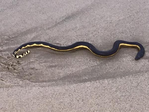 El Niño trae a CA serpiente de mar venenosa 